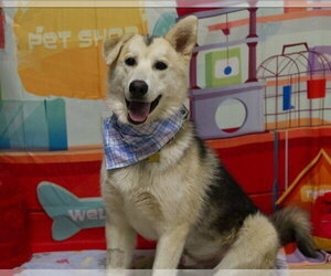Gerberian Shepsky Dogs for adoption in Placerville, CA, USA