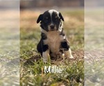 Small #3 Miniature Australian Shepherd