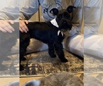 Small Photo #1 Schnauzer (Miniature) Puppy For Sale in SWEETWATER, TN, USA