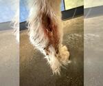 Small Photo #2 Great Pyrenees-Unknown Mix Puppy For Sale in Rockwall, TX, USA