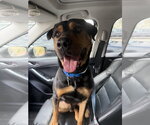Small #3 Rottweiler