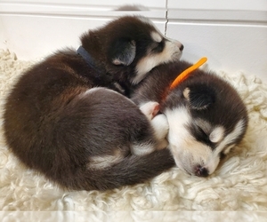 Alaskan Husky Puppy for sale in LANSING, IL, USA