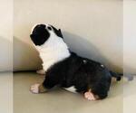 Small Photo #4 Miniature Bull Terrier Puppy For Sale in POMPANO BEACH, FL, USA