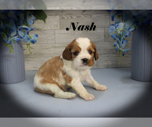 Cavalier King Charles Spaniel Puppy for sale in CHANUTE, KS, USA