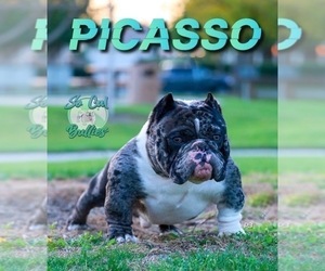 Father of the American Bully puppies born on 02/01/2023