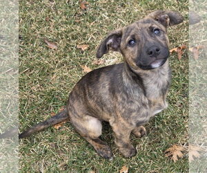Mutt Dogs for adoption in Brooklyn Center, MN, USA