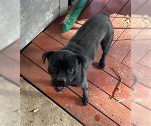 American Staffordshire Terrier-Pug Mix Dogs for adoption in San Antonio, TX, USA