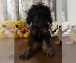 Yorkipoo puppie - Male Yorkipoo Puppy for Sale - Photo #27