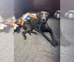 Small #5 Labrador Retriever Mix
