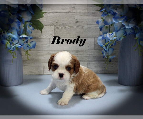 Medium Photo #7 Cavalier King Charles Spaniel Puppy For Sale in CHANUTE, KS, USA