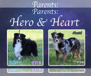 Bernese Mountain Dog Litter for sale in FORESTBURG, TX, USA