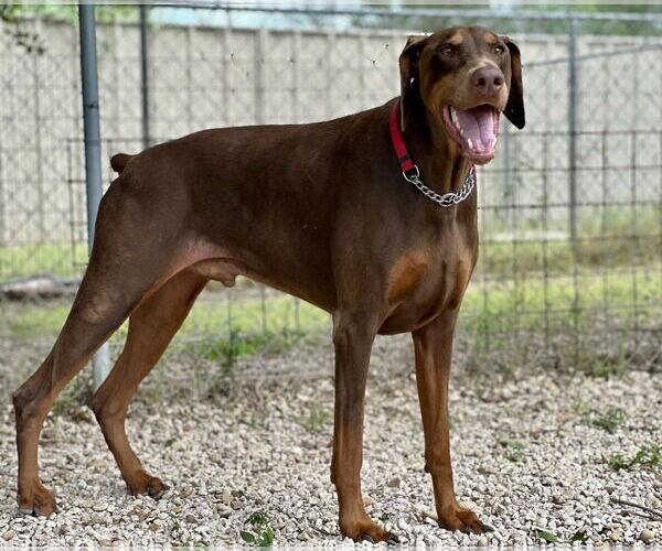 Medium Photo #1 Doberman Pinscher Puppy For Sale in Devine, TX, USA