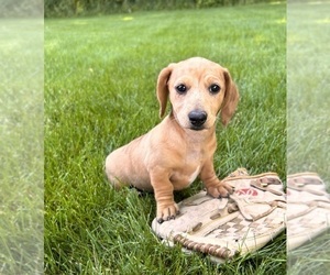 Dachshund Puppy for Sale in MIDDLEBURY, Indiana USA
