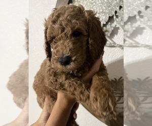 Medium Goldendoodle