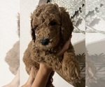 Puppy Puppy 8 Wes Goldendoodle