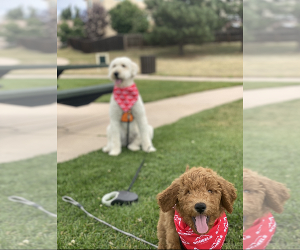 Medium Photo #10 Goldendoodle Puppy For Sale in COLORADO SPRINGS, CO, USA