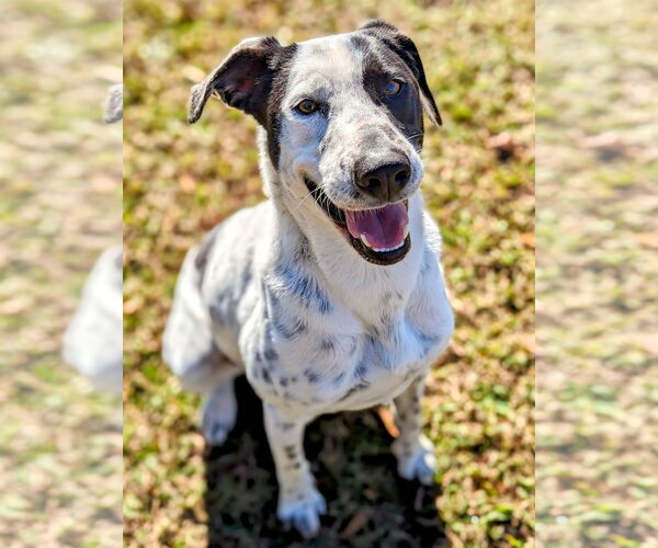 Medium Photo #5 Pointer-Unknown Mix Puppy For Sale in Anniston, AL, USA
