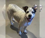 Small Photo #3 Mutt Puppy For Sale in Alexander, AR, USA