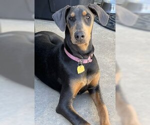 Doberman Pinscher-Unknown Mix Dogs for adoption in Ventura, CA, USA