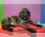 Small #5 Mastiff