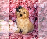 Small Photo #1 Cavachon-Poodle (Miniature) Mix Puppy For Sale in AIRVILLE, PA, USA