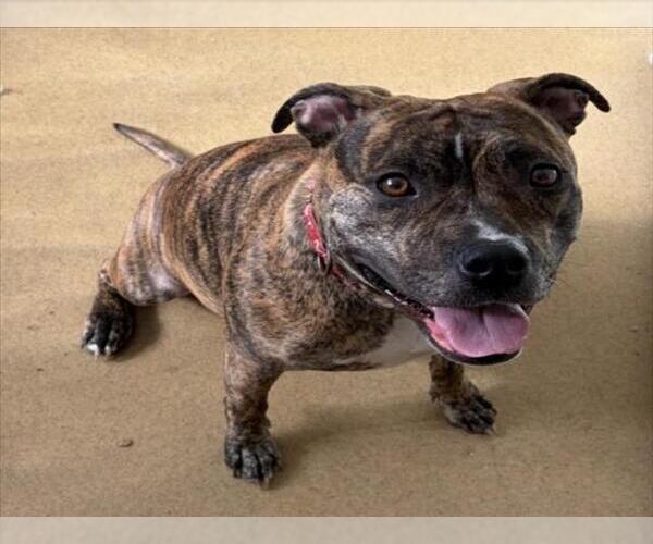 Medium Photo #1 American Pit Bull Terrier Puppy For Sale in Derwood, MD, USA