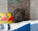 Small #5 German Shepherd Dog