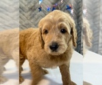 Small #9 Goldendoodle