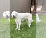 Small Great Pyrenees Mix