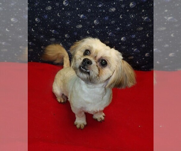 Medium Photo #1 Cavapoochon (Miniature) Puppy For Sale in PATERSON, NJ, USA