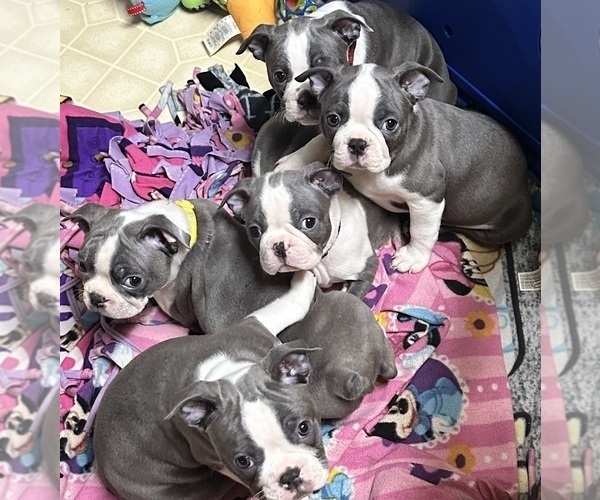 Medium Photo #1 Boston Terrier Puppy For Sale in FLINT, MI, USA