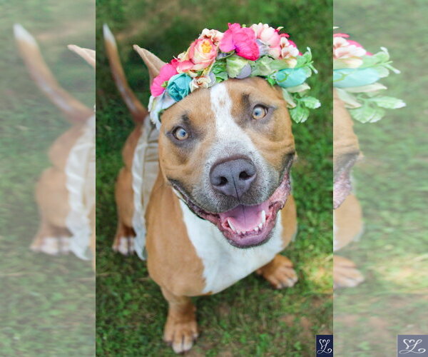 Medium Photo #7 Mutt Puppy For Sale in Lockport, NY, USA