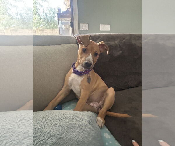 Medium Photo #1 Labrador Retriever-Rhodesian Ridgeback Mix Puppy For Sale in Phoenix, AZ, USA