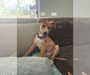 Labrador Retriever-Rhodesian Ridgeback Mix Dogs for adoption in Phoenix, AZ, USA