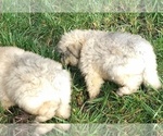 Small Photo #5 Bouvier Des Flandres Puppy For Sale in AMBOY, WA, USA