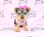 Small #27 Yorkshire Terrier