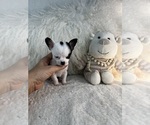 Small #4 Chihuahua