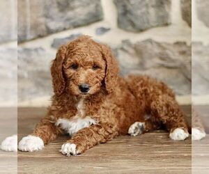 Goldendoodle Puppy for sale in RONKS, PA, USA