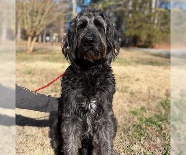 Medium Photo #2 Poodle (Miniature)-Unknown Mix Puppy For Sale in Yardley, PA, USA