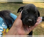Small #12 Cane Corso-Rottweiler Mix