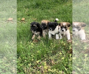ShihPoo Puppy for sale in CARTERSVILLE, GA, USA