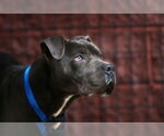 Small #4 American Staffordshire Terrier