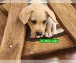 Small #4 Labrador Retriever