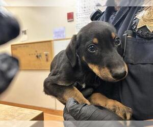 Doberman Pinscher-Unknown Mix Dogs for adoption in Martinez, CA, USA