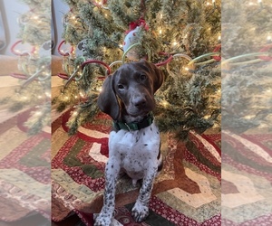 German Shorthaired Pointer Puppy for sale in DULUTH, MN, USA