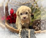 Small #6 Poodle (Toy)