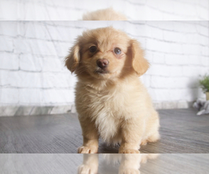 Dameranian Puppy for sale in RED LION, PA, USA