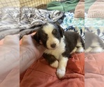 Puppy 5 Aussiedoodle Miniature 