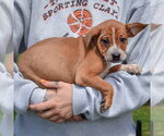 Small #1 Pug Mix