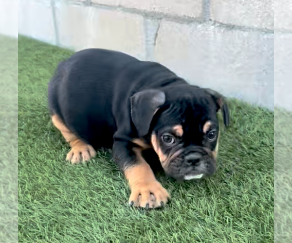 Medium Photo #1 English Bulldogge Puppy For Sale in LONG BEACH, CA, USA